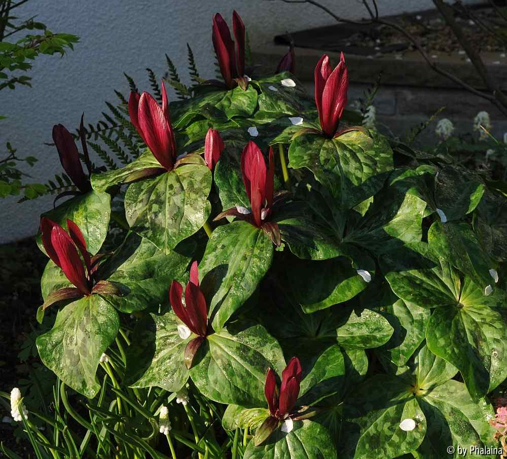 Trillium kurabayashii