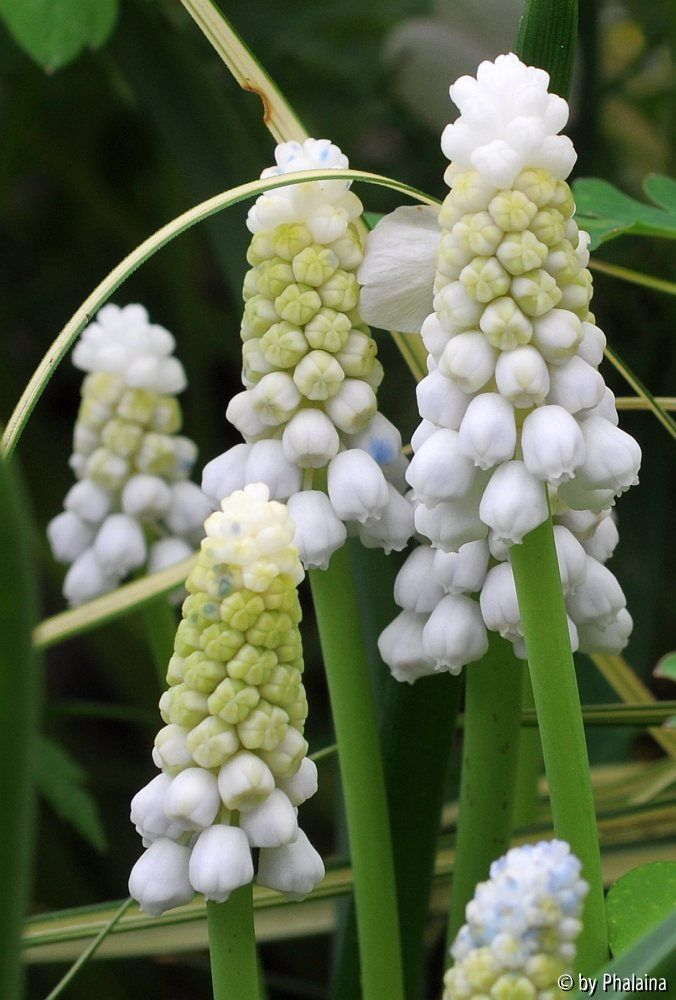 Muscari Siberian Tiger