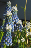 Muscari aucheri Sky Blue