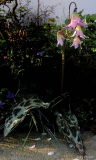 Erythronium revolutum Johnsonii Habitus