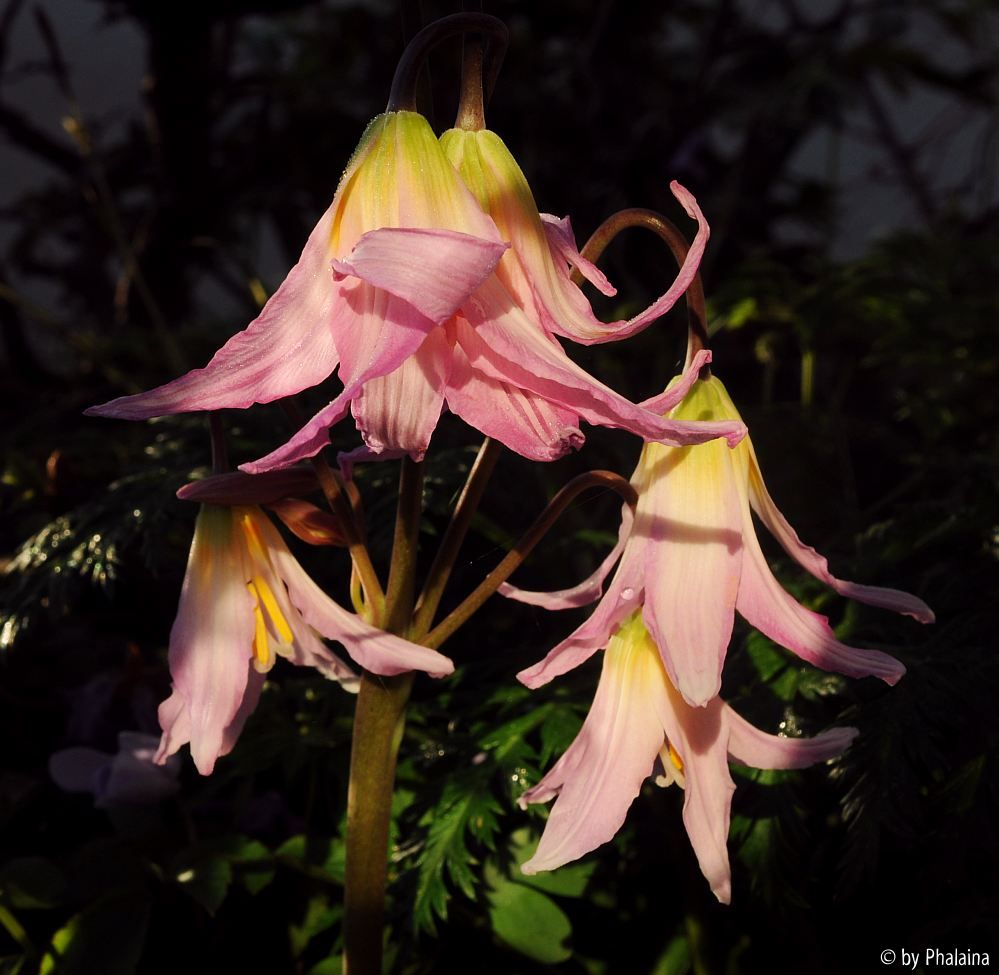 Erythronium revolutum Johnsonii