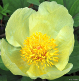 Paeonia mlokosewitschii