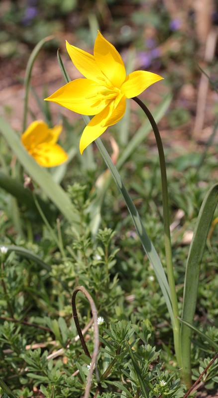 Tulipa sylvestris