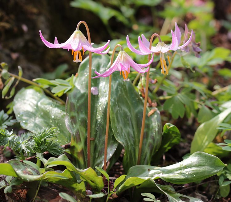 Erythronium revolutum