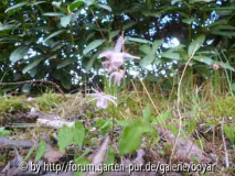 epimedium grandiflora / Ziegenkraut