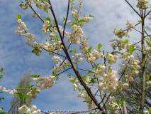 Halesia monticola var. vestita April 2014 1