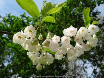 Halesia monticola var. vestita April 2014 2