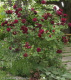 Rosa 'Tradescant' (englische rose) - hab