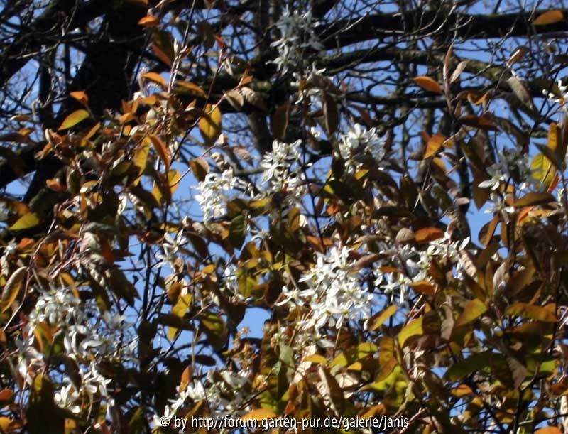 amelanchier1