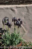 Iris damascena