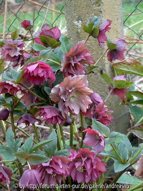 Helleborus_rot-gefuellt