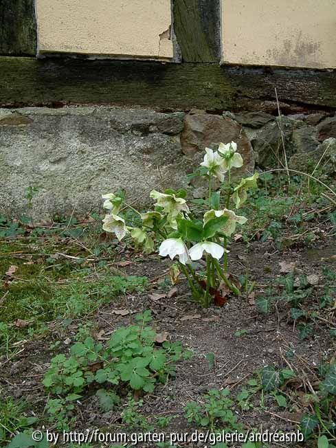 Helleborus_weiss-rote-Punkte-1