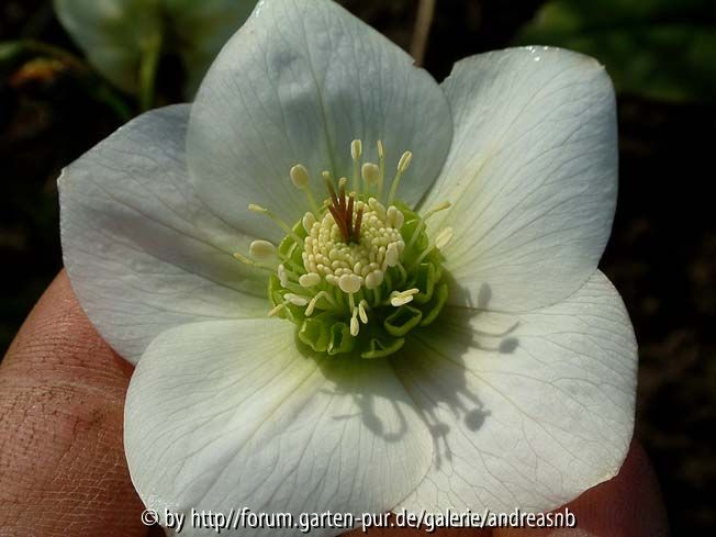 Helleborus_KL-2