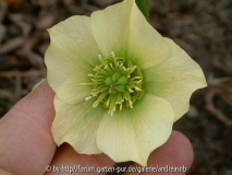 Helleborus_Jelitto-3