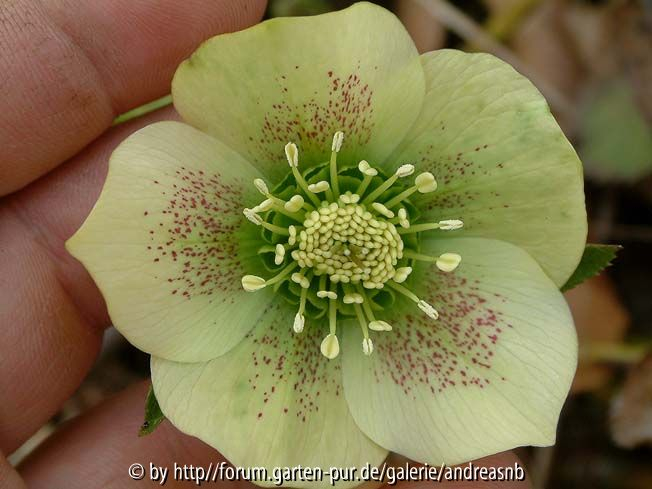 Helleborus_Jelitto-2