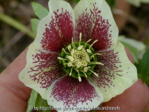 Helleborus_Jelitto-1