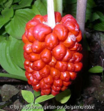 Arisaema flavum, Frucht