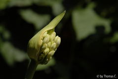 Agapanthus-Entfaltung