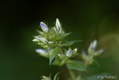 Phlox-Entfaltung