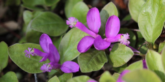 Polygala paucifolia