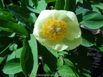 Paeonia Molly 2014