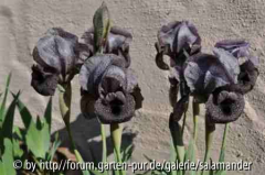 Iris damascena