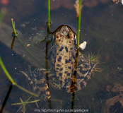 Grasfrosch