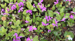 Polygala paucifolia