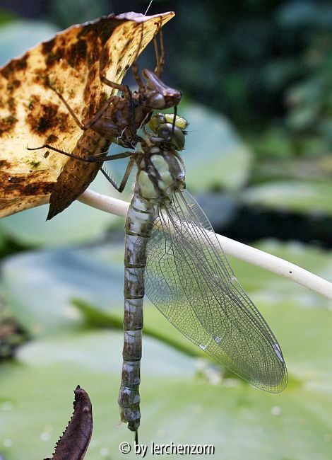 Aeshna spec. (cf. cyanea)