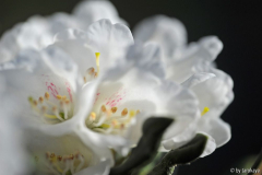 rhodo roxieanum14