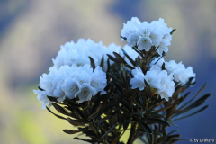 rhodo roxieanum14 ganz