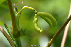 Decaisnea fargesii - Früchte des Blauschotenstrauches