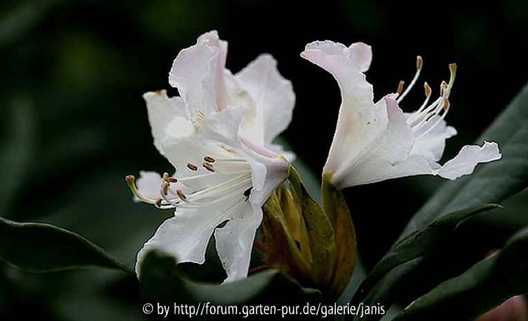 Rhododendron1