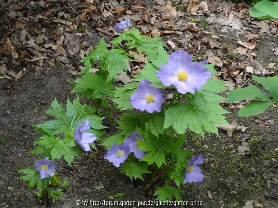 Glaucidium palmatum 2014 April