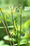 Decaisnea fargesii - Blüten