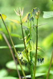 Decaisnea fargesii - Blüten