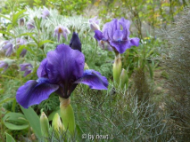 blaue Iris