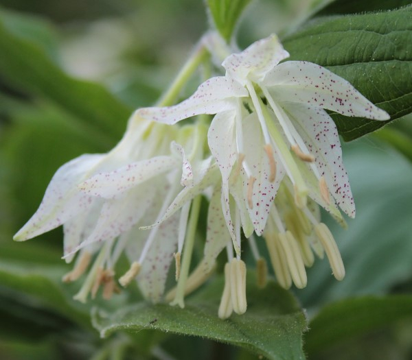 Disporum maculatum