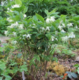 Disporum maculatum