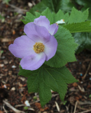 Glaucidium palmatum