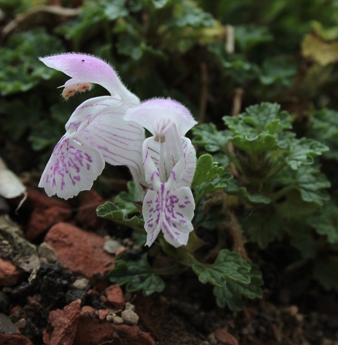 Lamium spec.