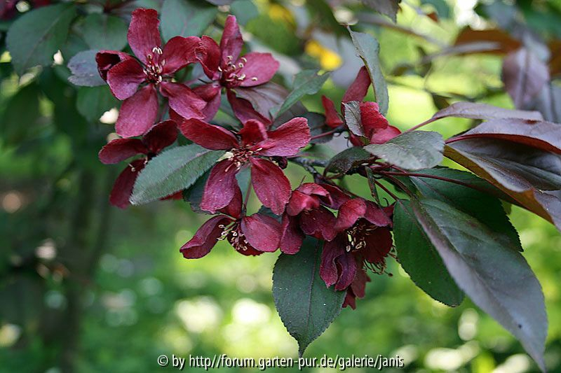 Malus dunkelrot