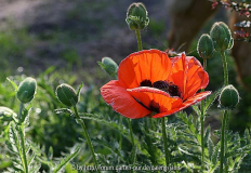 Papaver