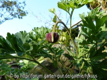 Paeonia brownii