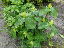 Trillium luteum April 2014