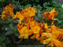 Azalea Unknown Knaphill Cultivar April 2014