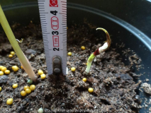 Mini Arisaema sikkokianum April 2014