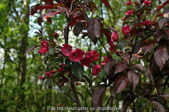 malus royalty