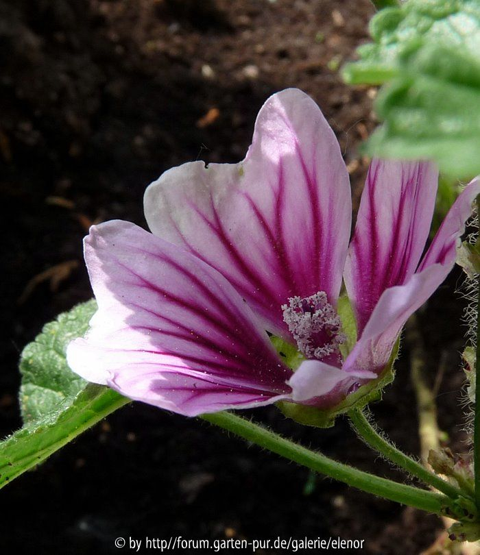 erste Blüte der Malva sylvestris, Pflanze vom Vorjahr