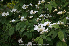 Viburnum mariesii